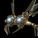 Стрекоскоп (питомец).png